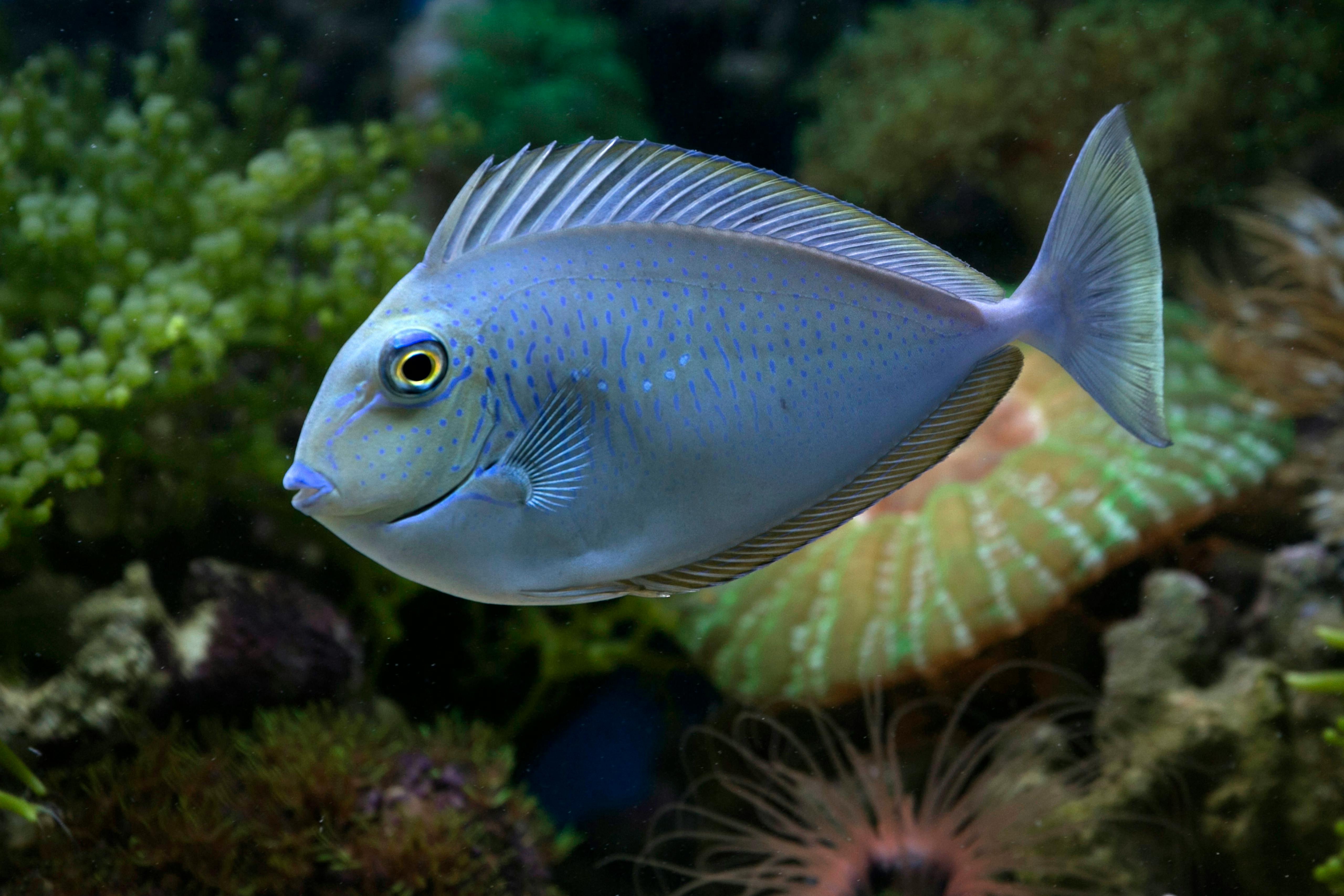 A vibrant Blue-Spotted Surgeonfish swimming in a colorful coral reef aquarium setting.