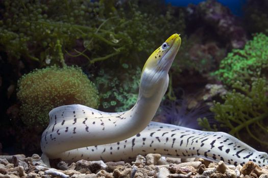 A beautiful dragon moray eel swimming gracefully in a vibrant coral reef aquarium habitat.