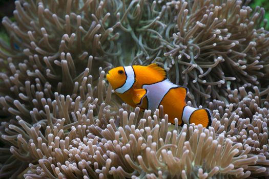 Vibrant clownfish swimming through sea anemones, showcasing marine biodiversity.