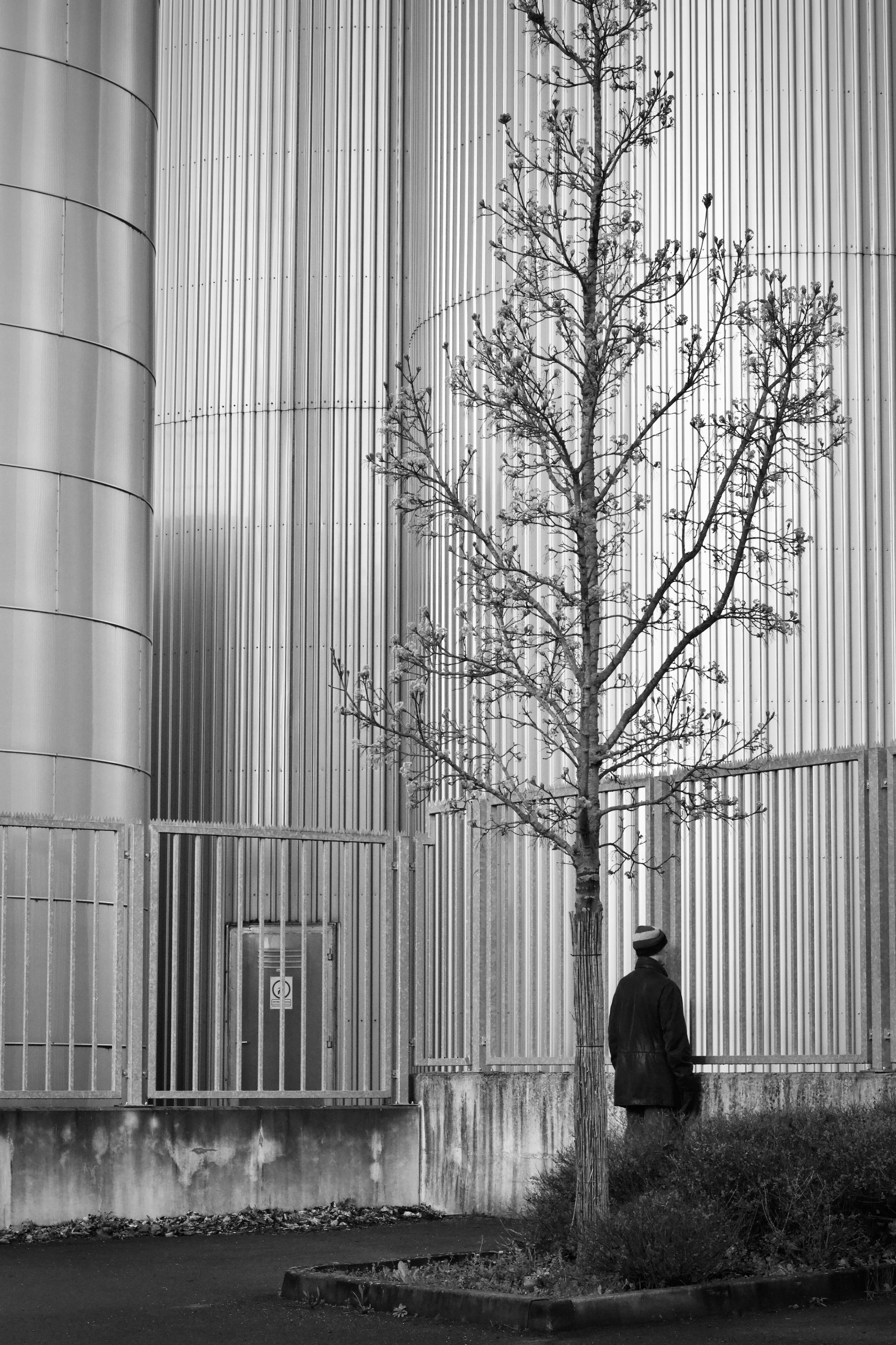 Gratis Scena urbana in bianco e nero che raffigura un albero solitario e una persona vicino a una moderna struttura industriale. Foto a disposizione