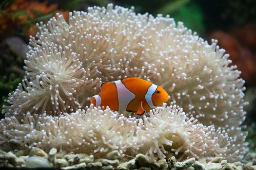 A vibrant clownfish nestled in anemone coral, showcasing marine life beauty.