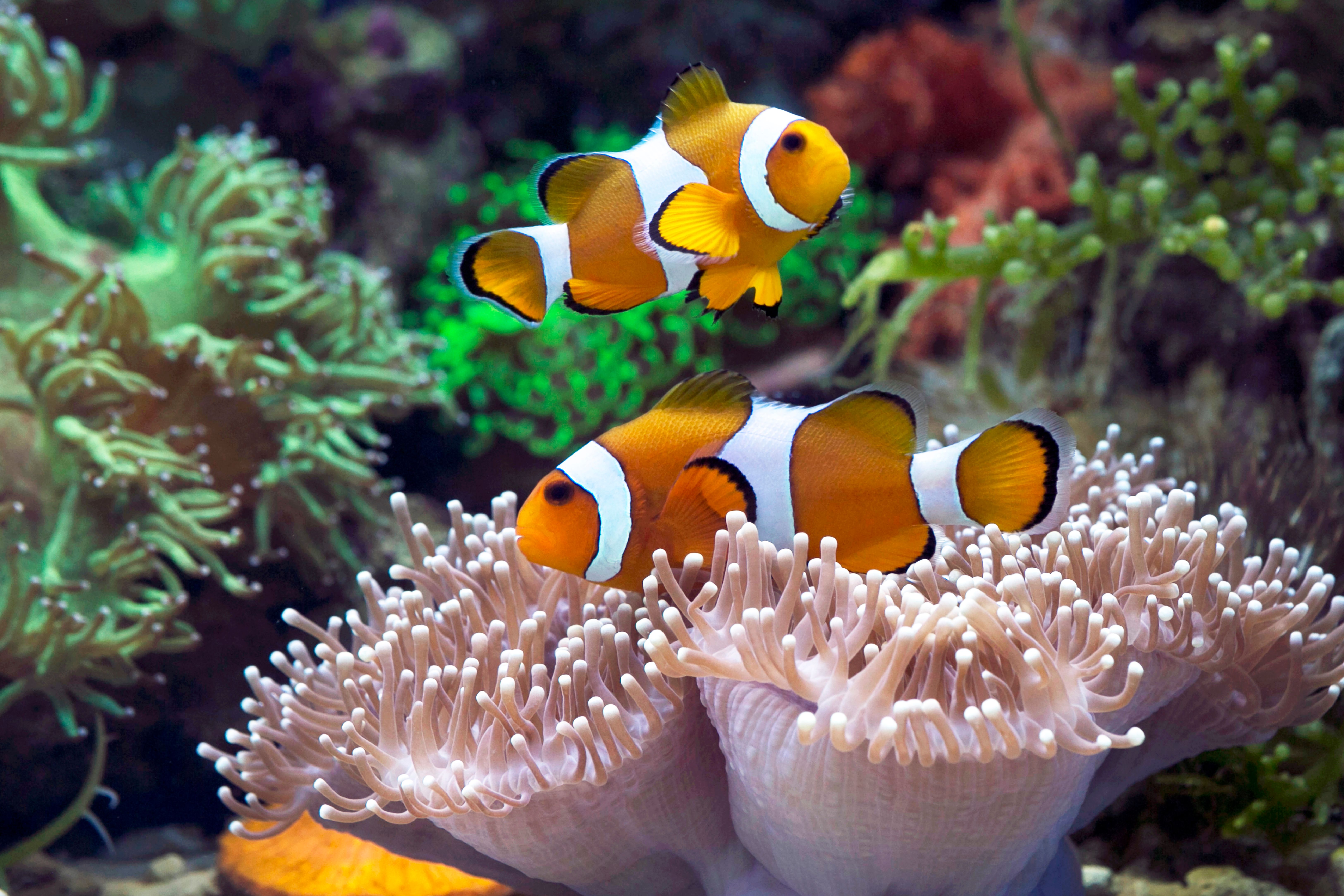 Clownfish and anemone showcasing compatible reef tank mates