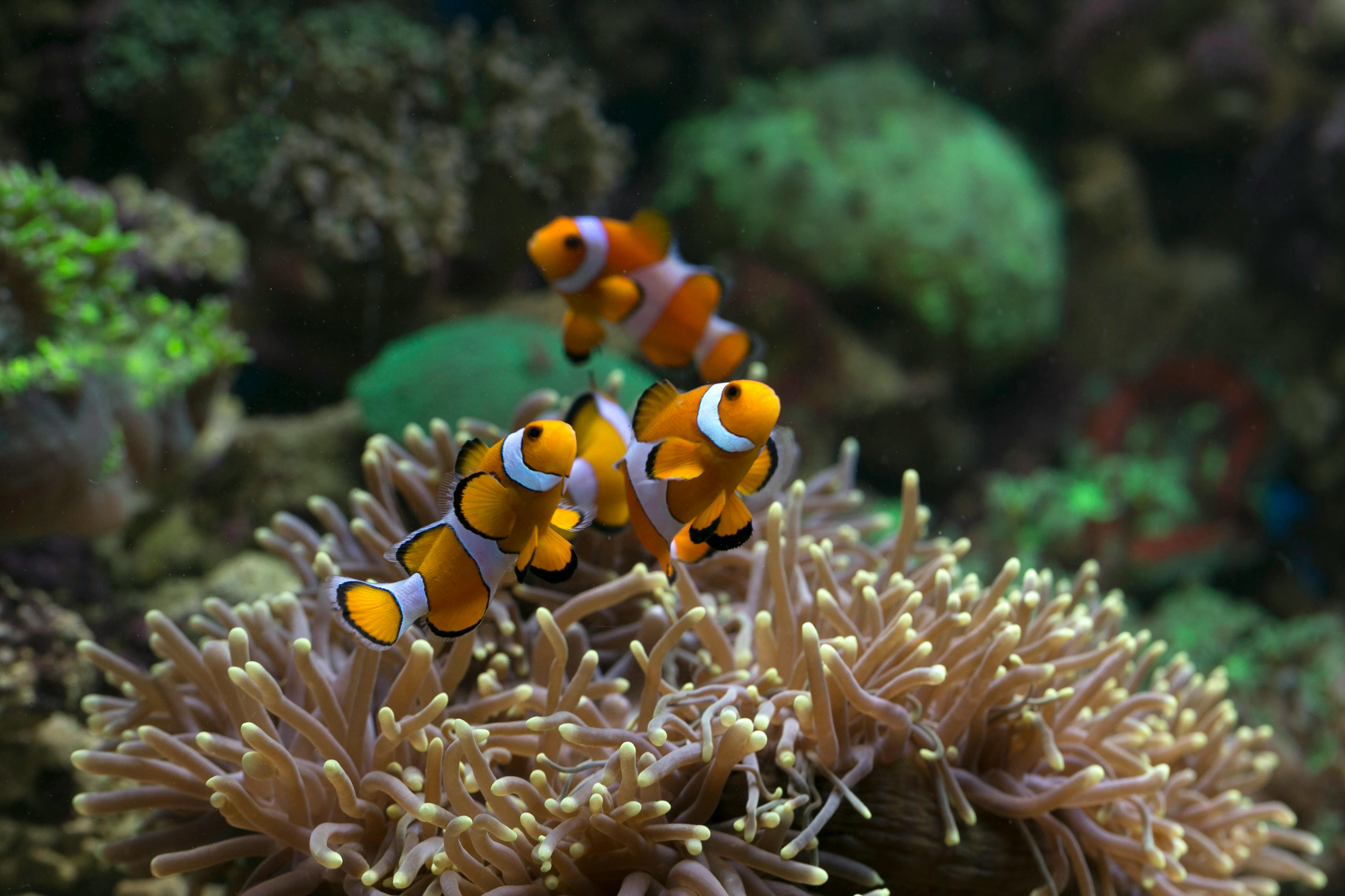 Ingyenes stockfotó a biológiai sokféleség, amphiprioninae, anemonefish témában Stockfotó