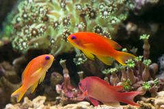 Daco Island Reef
