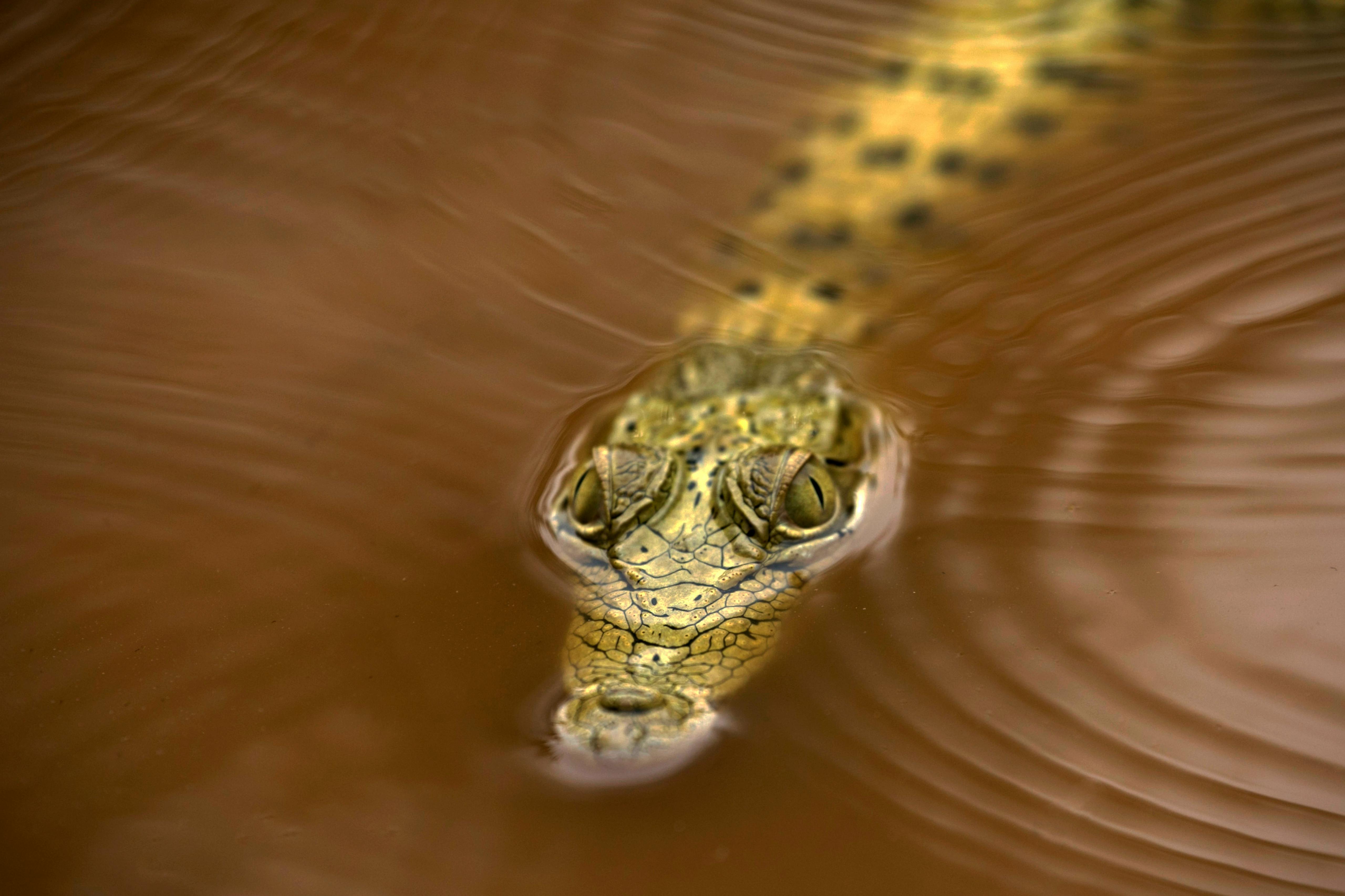 gratis Close-up van een gedeeltelijk ondergedompelde krokodil, die zijn sluipvermogen in modderig water laat zien. Stockfoto