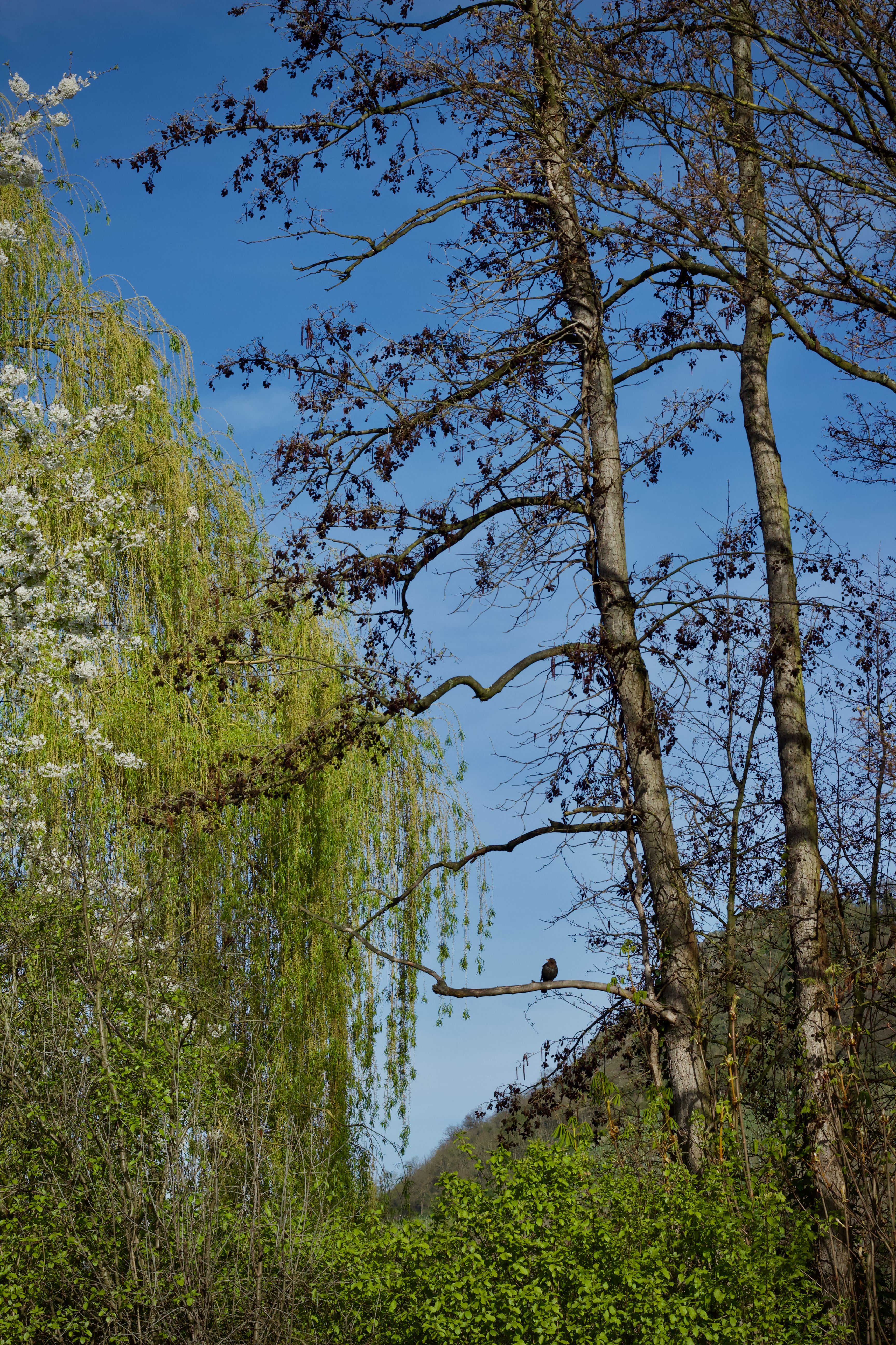 Serene Spring Landscape with Trees and Blue Sky · Free Stock Photo