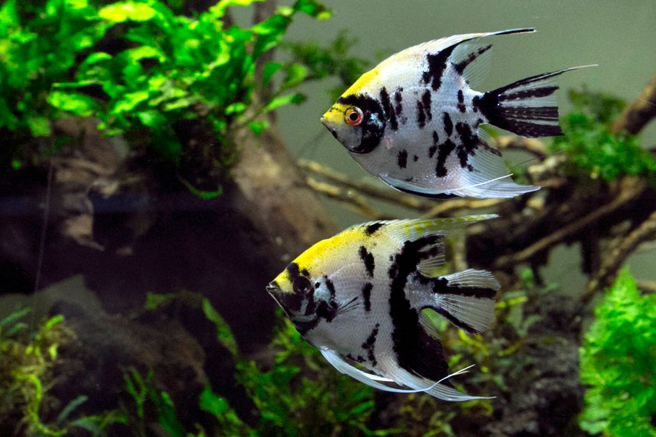 Two striking angelfish swim elegantly in a lush, green aquarium setting.