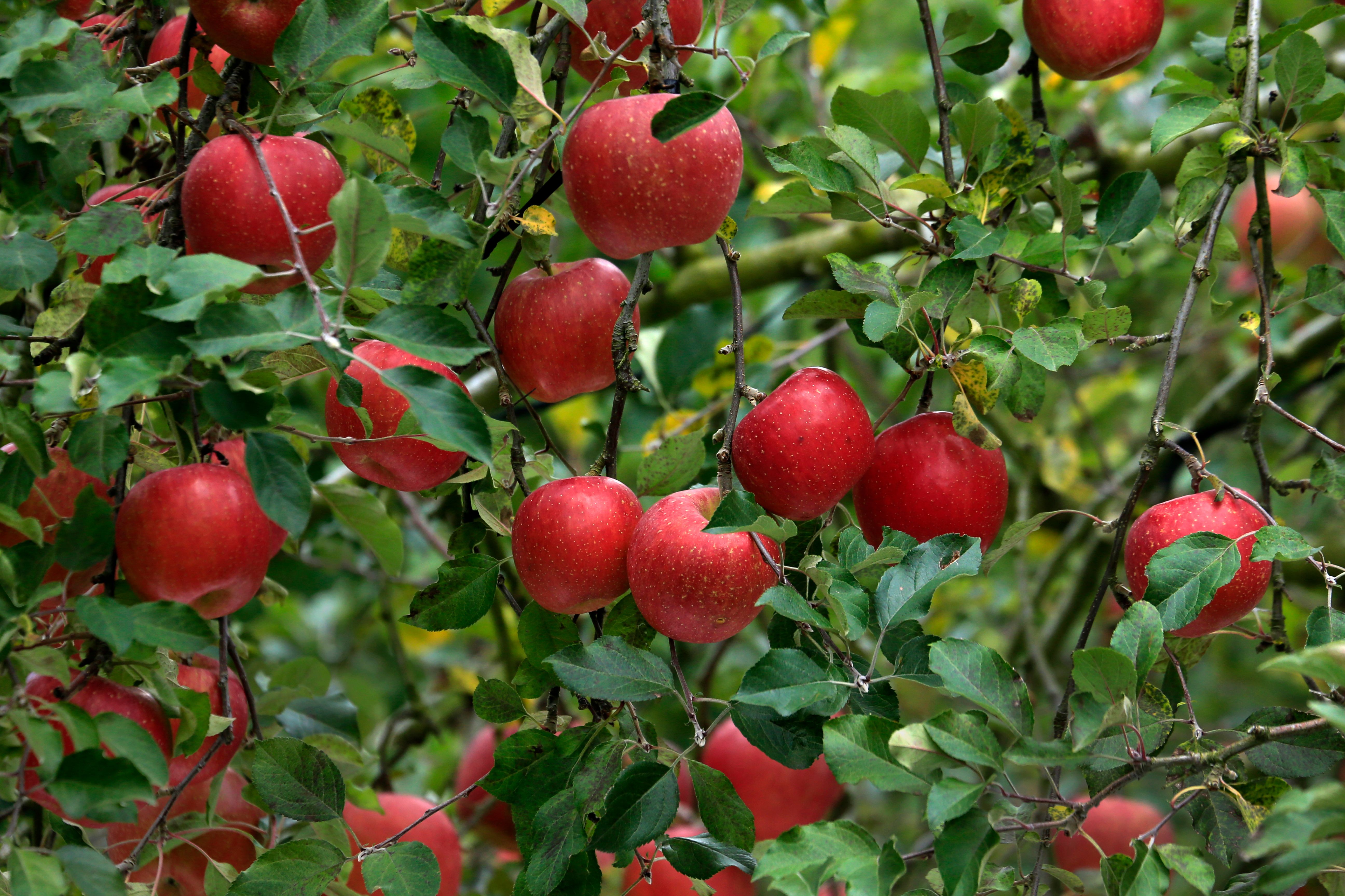 Apple orchard visit
