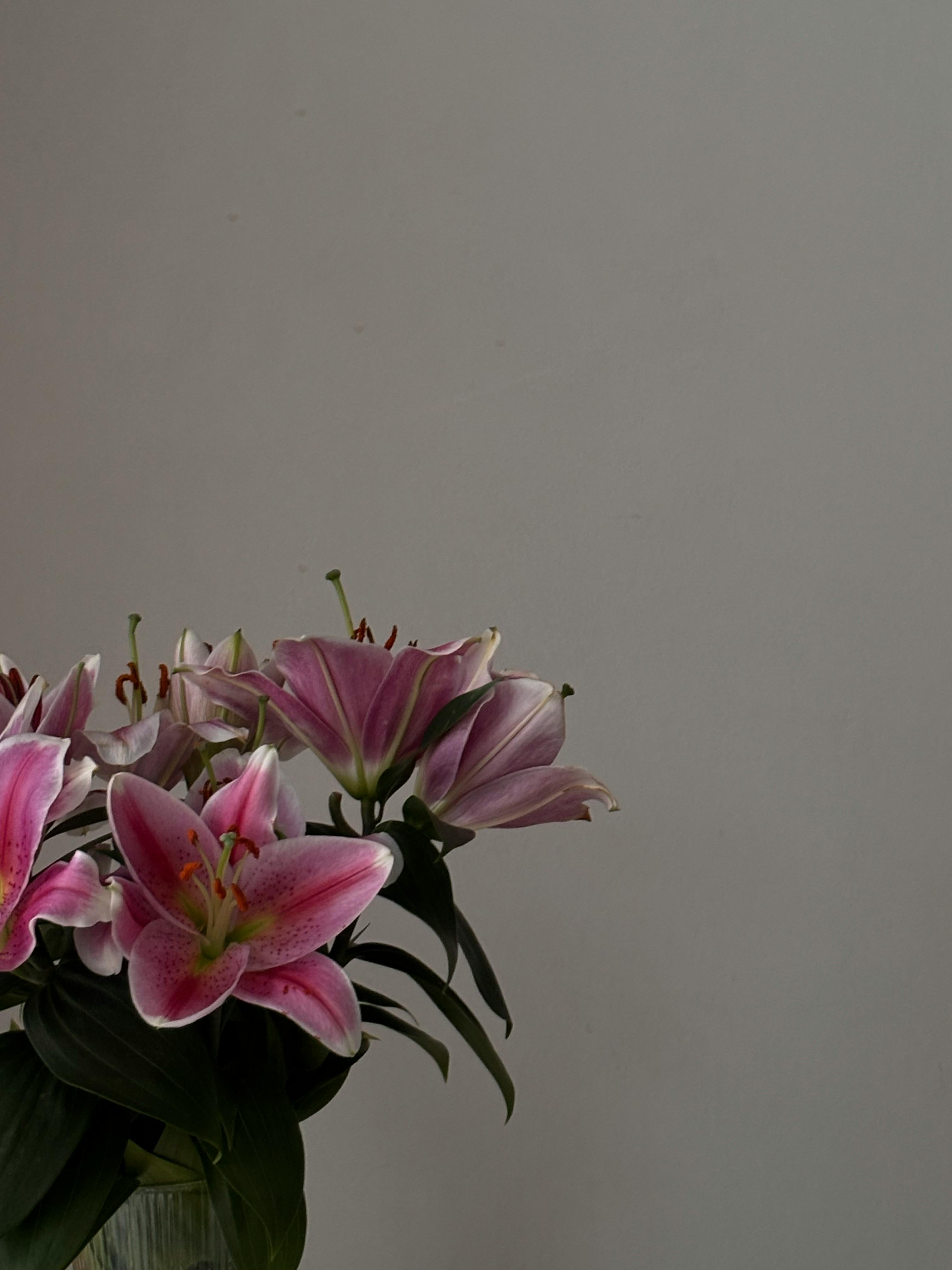 gratis Boeket van levendige roze lelies op een neutrale achtergrond, perfect voor bloemdecoratie. Stockfoto