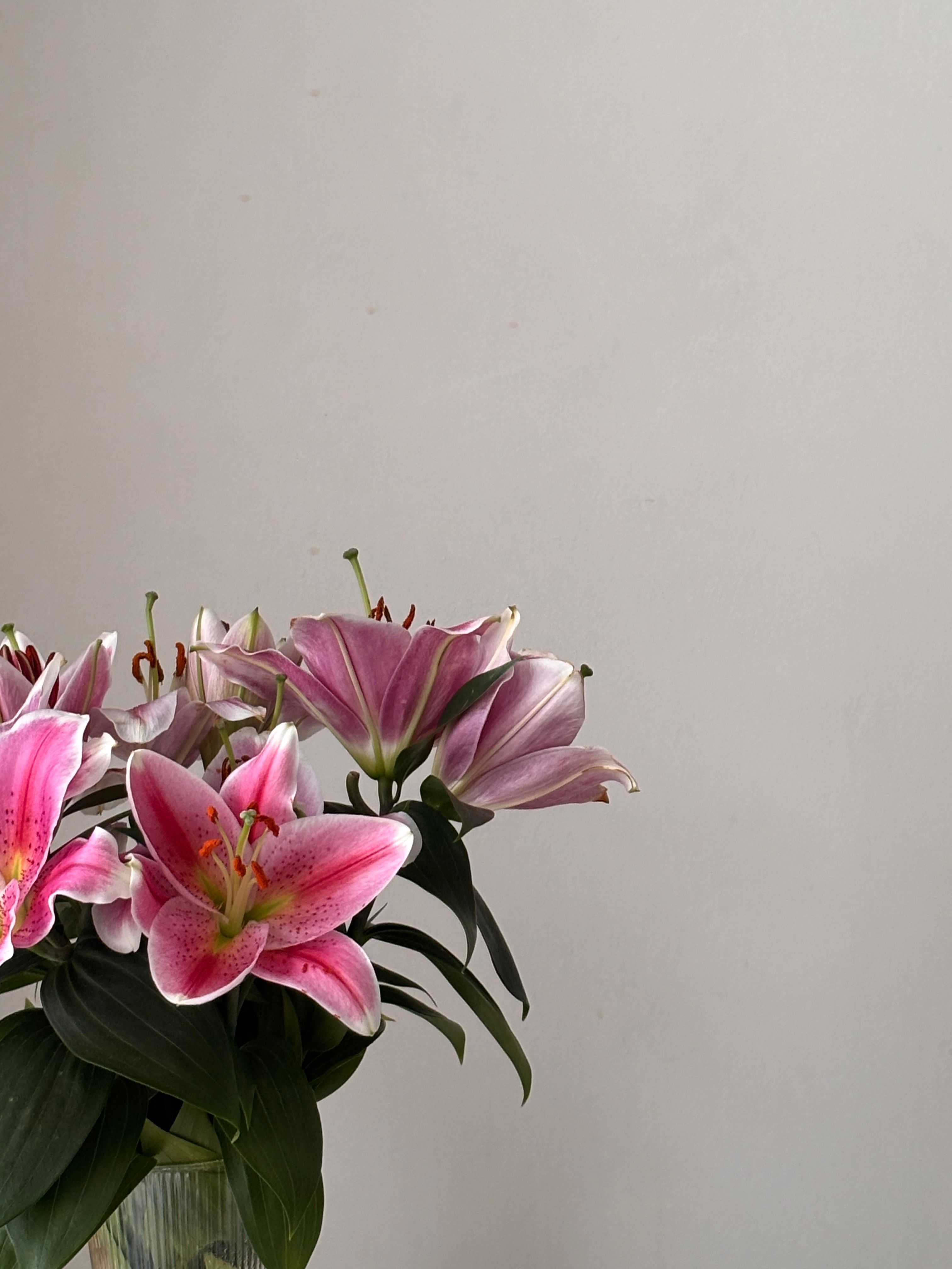 A bouquet of vibrant pink lilies in a vase set against a clean, minimalist backdrop.