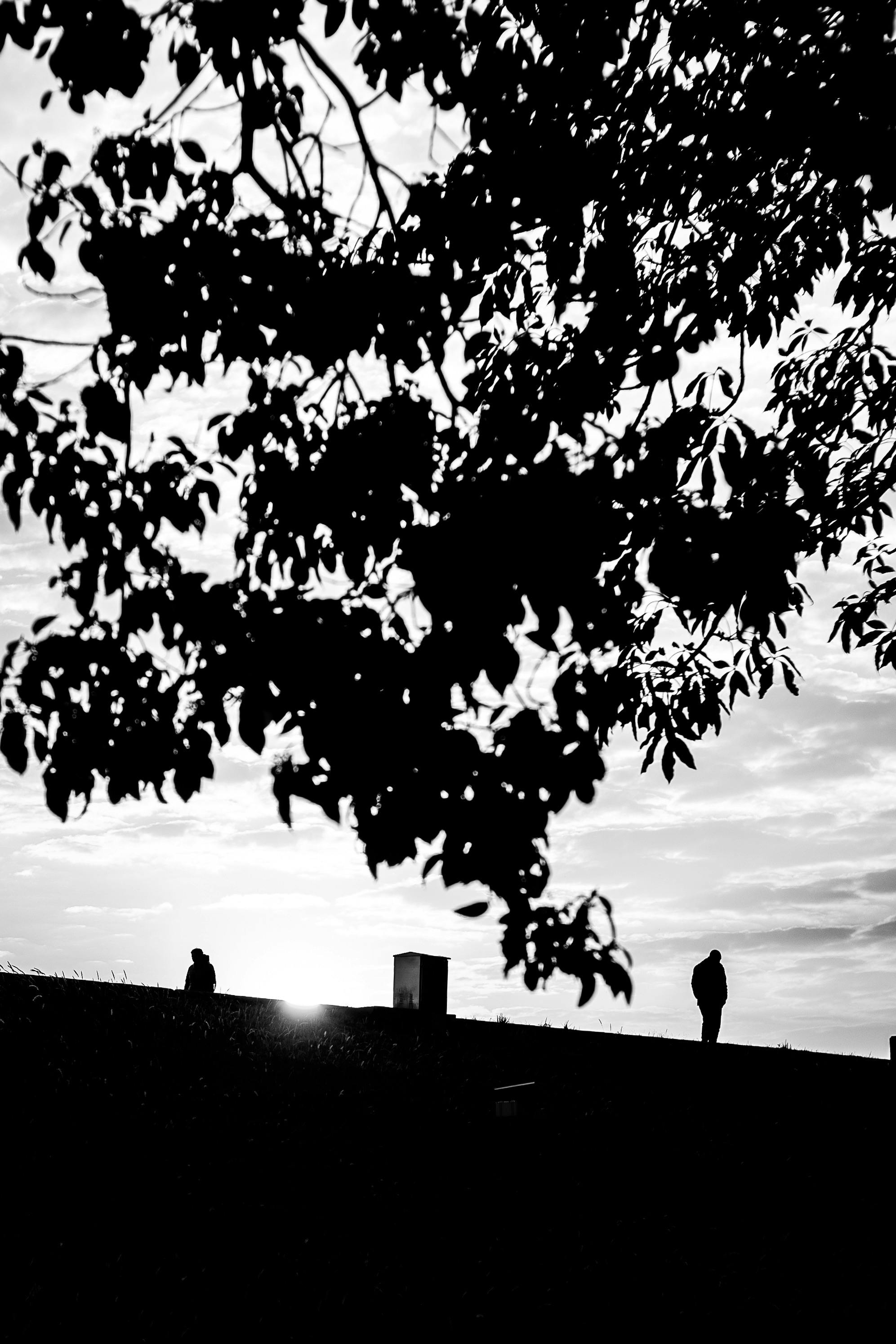Gratis Silueta artística en blanco y negro de personas bajo un árbol al atardecer. Foto de stock
