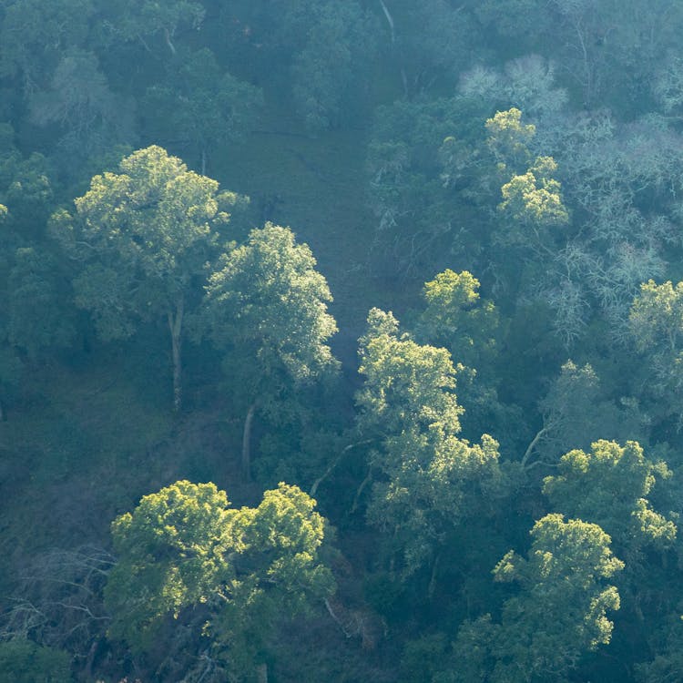 Free stock photo of contrast, forest, green