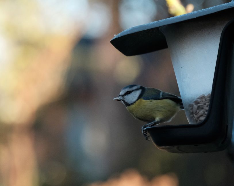 Birdfy Smart Bird Feeder Hits Best-Ever Price Just in Time for Mother's Day