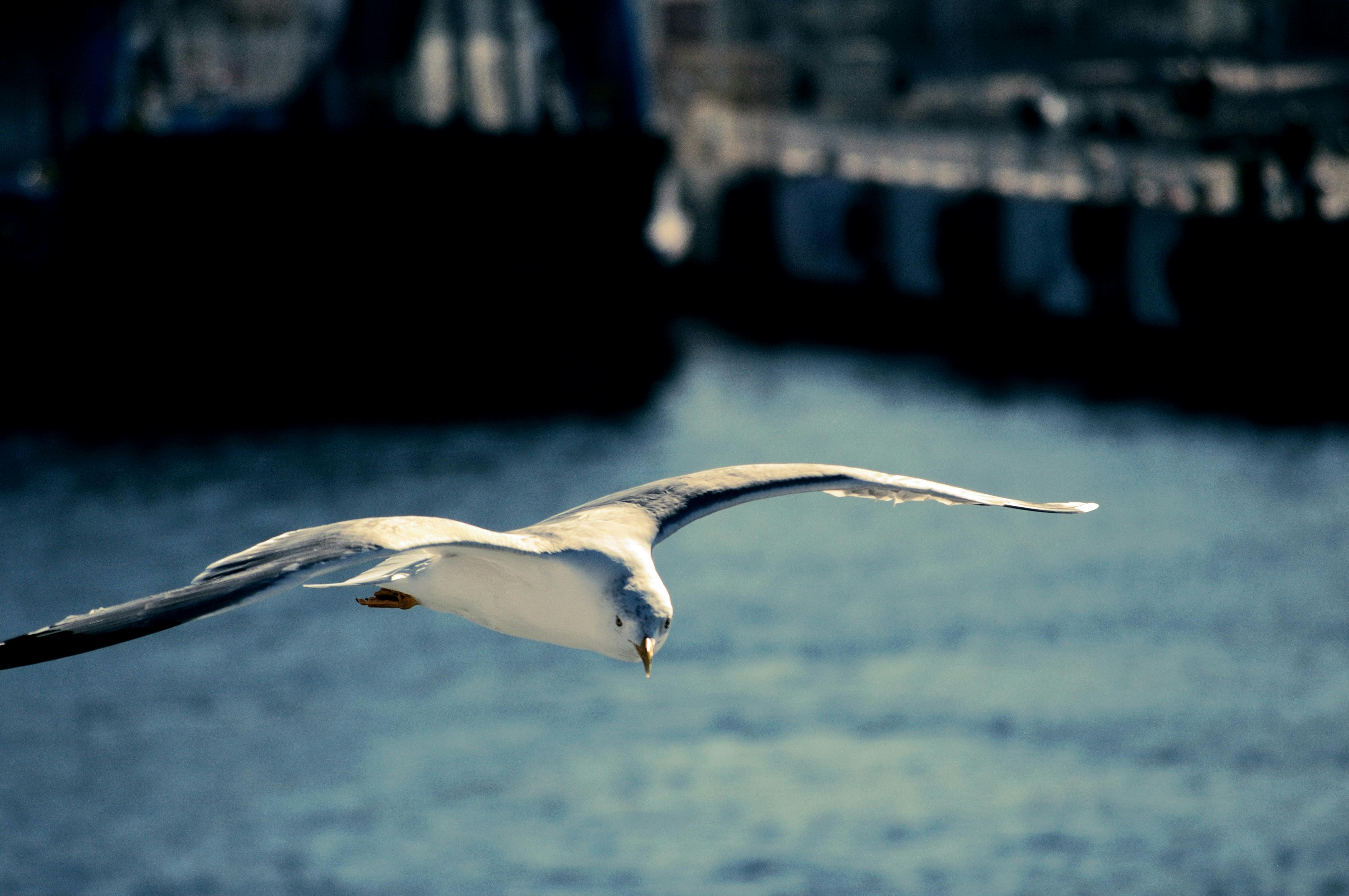 Gratuit Un pescăruș planează grațios deasupra portului din Çanakkale, Turcia, etalându-și anvergura extinsă a aripilor. Fotografie de stoc