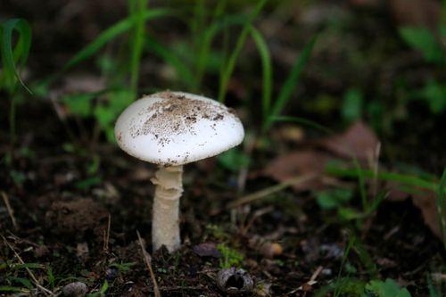 Free Close-up of a white mushroom on forest floor, showcasing its natural habitat and texture. Stock Photo
