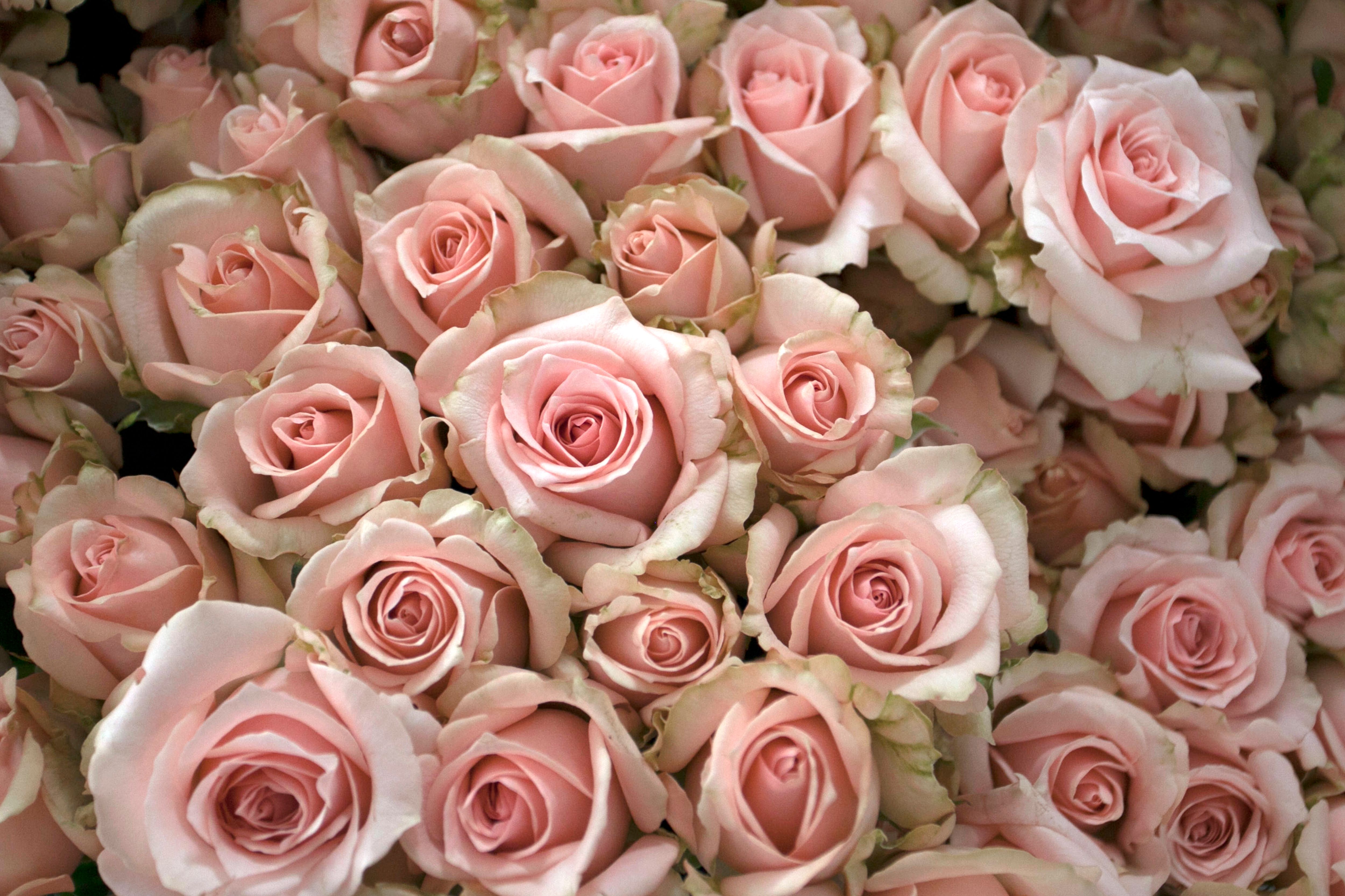 Beautiful Bouquet of Pink Roses · Free Stock Photo
