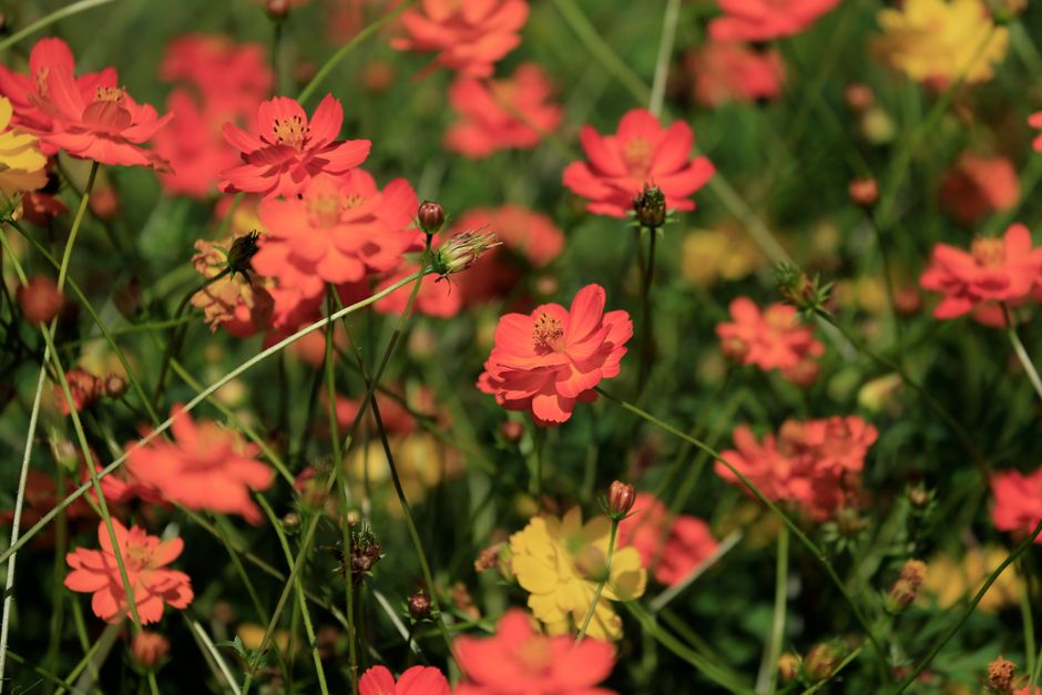 Native Flowers of Sweden: A Local Guide