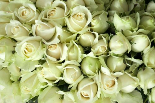 Countdown Rose Close-up of White Roses · Free Stock Photo