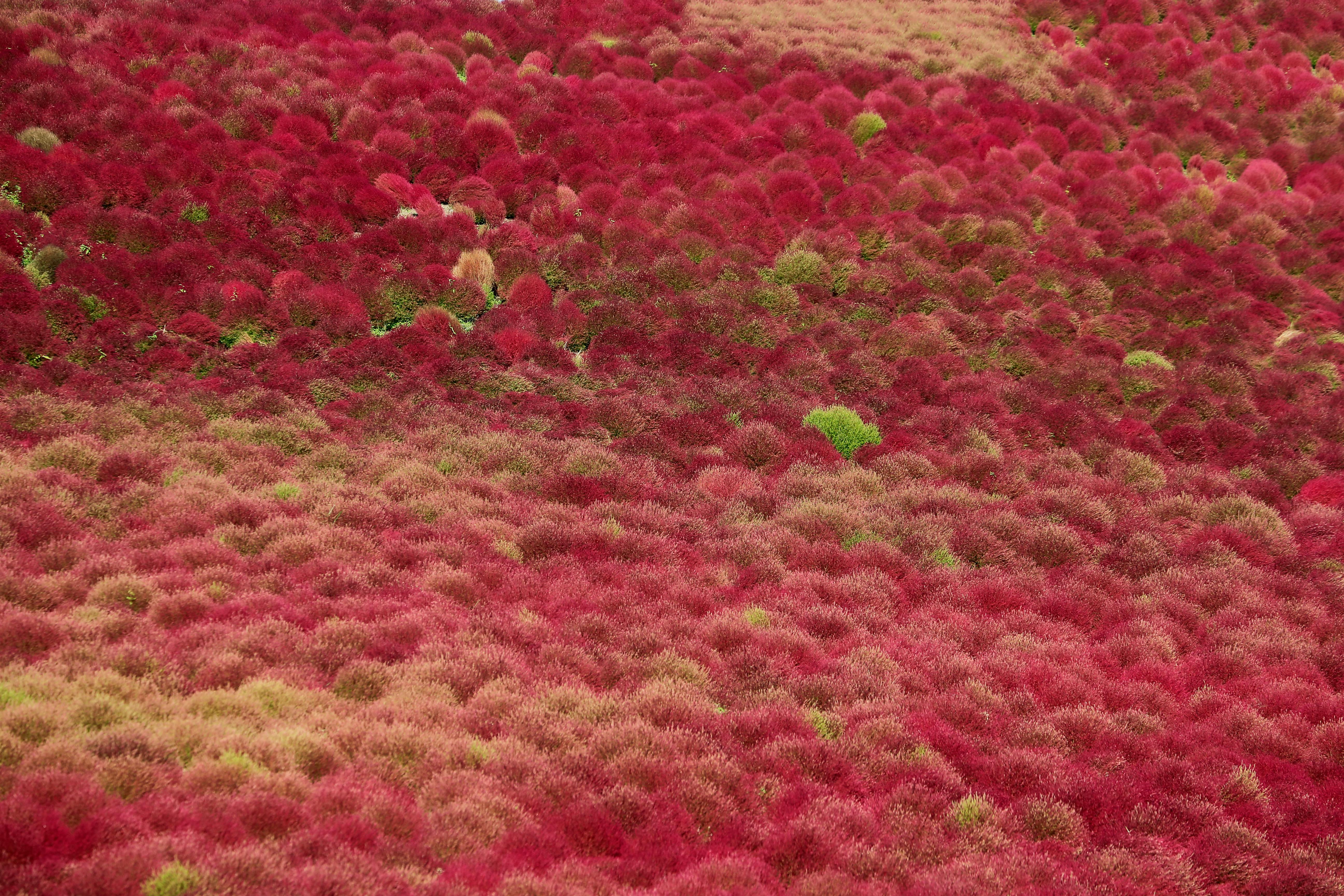 免费 广阔的视野中，红色的地肤植物覆盖着山坡，展现出鲜艳的秋色。 素材图片