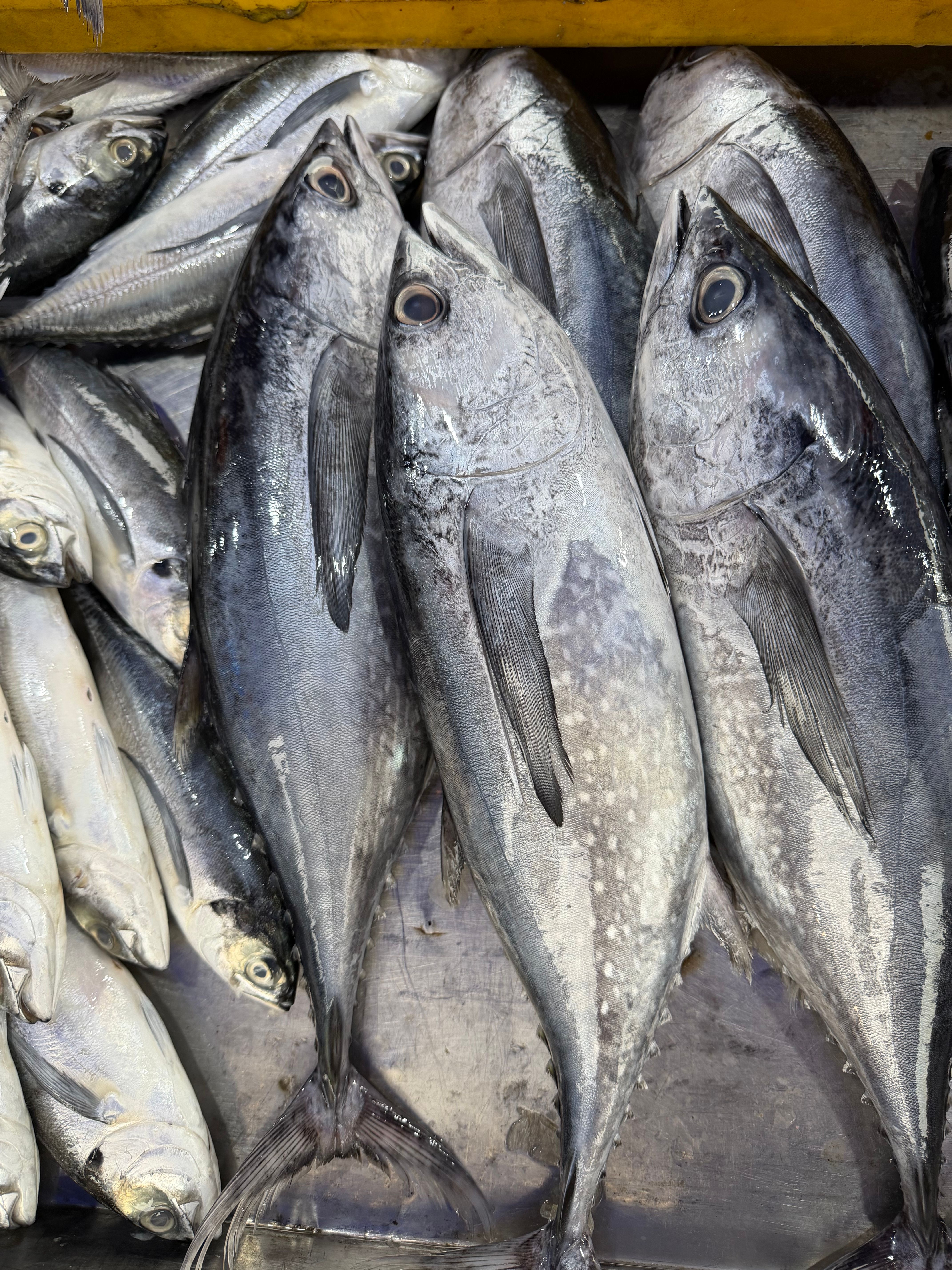 Fresh Fish Display at Local Market Stall · Free Stock Photo
