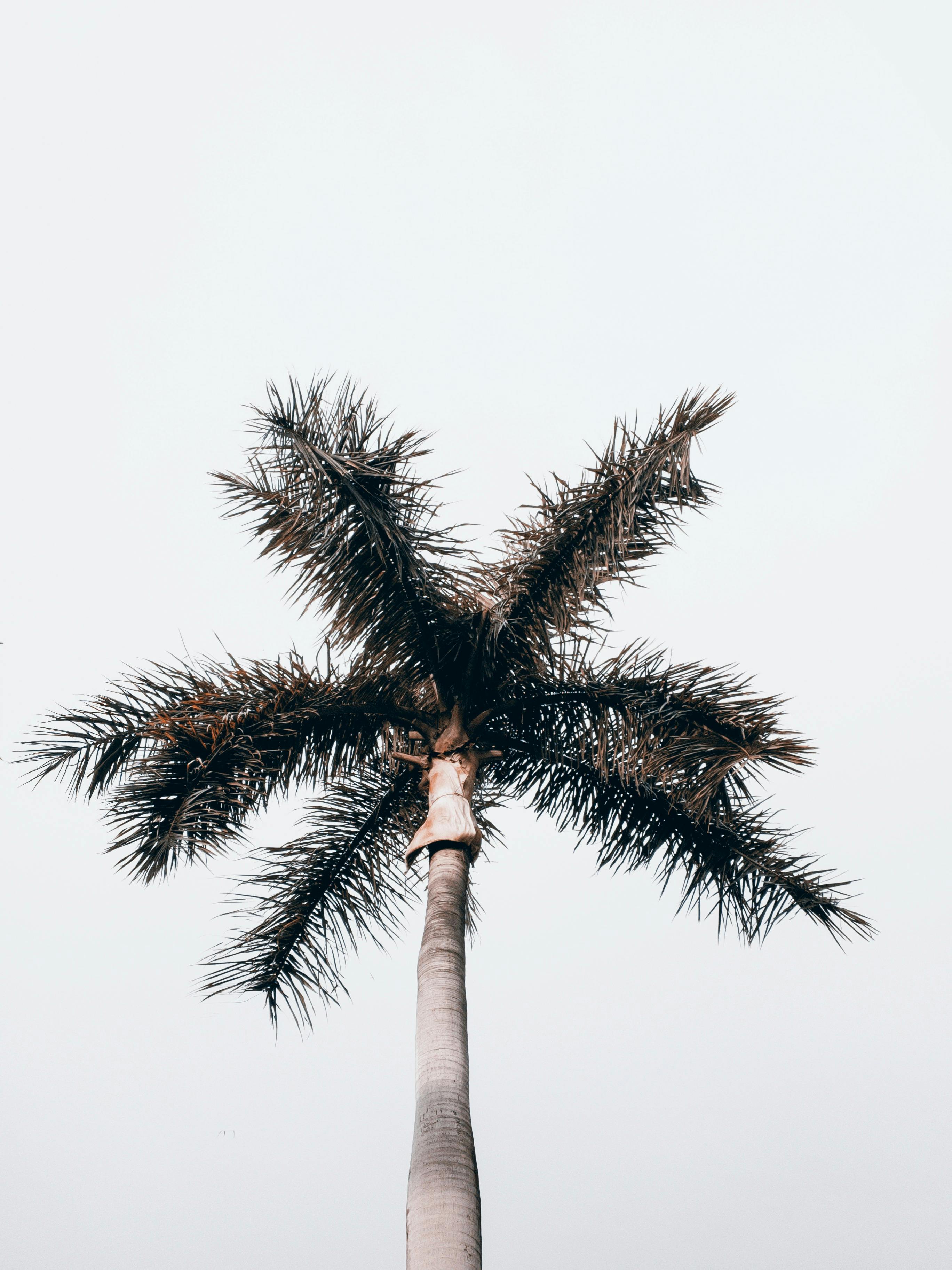 Free A tall palm tree stands majestically against a clear sky, captured in Brazil. Stock Photo