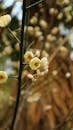 Delicate White Blossoms on Spring Branch
