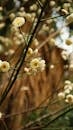 Close-up of Blossoming Plum Flowers in Spring
