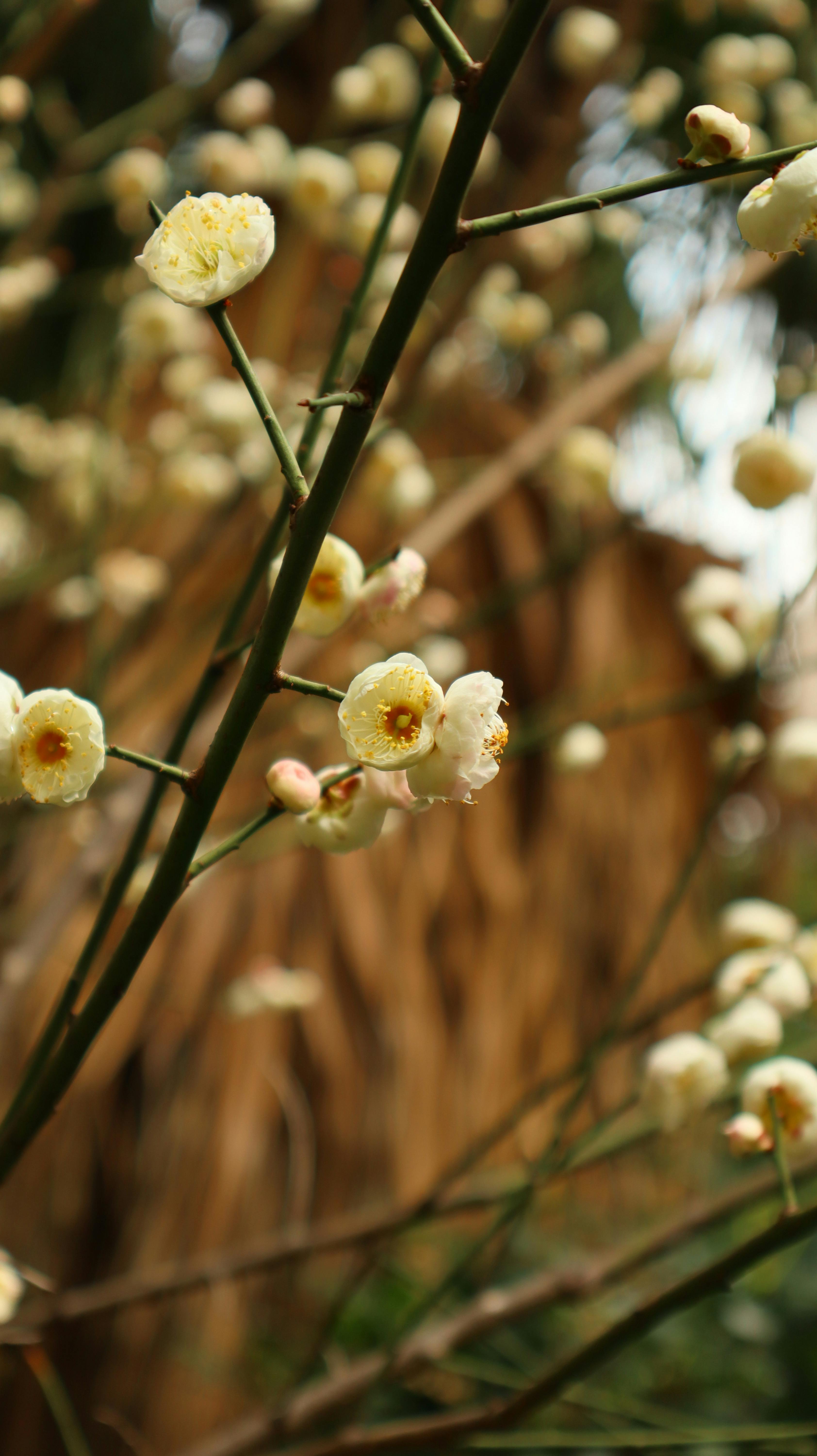 ingyenes Finom fehér szilvavirágok közeli fotói lágy, meleg háttérrel. Stockfotó