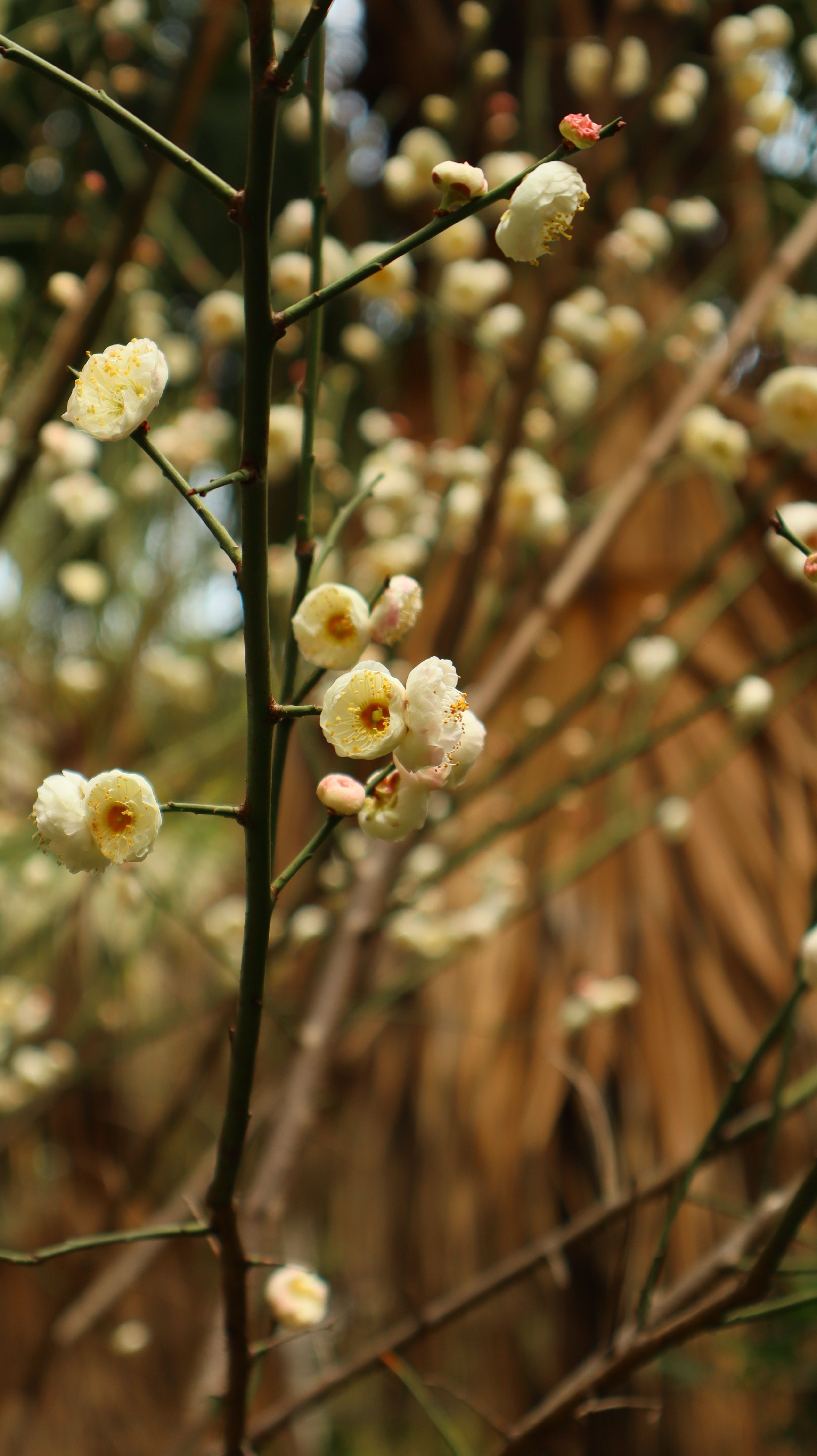 Detailed view of white flowers blooming on a branch, showcasing nature's delicate beauty.