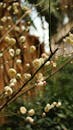 Close-up of Plum Blossoms on Branch Outdoors