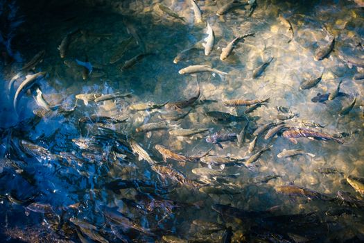 Cutthroat trout