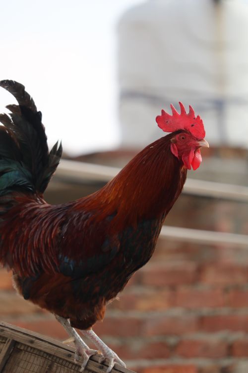 Free Close-up of a rooster with red comb standing on a brick structure, showcasing its vibrant plumage outdoors. Stock Photo