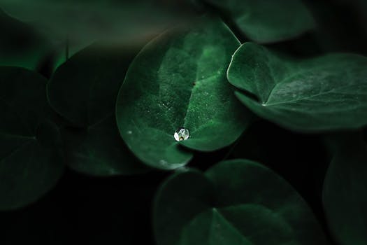 A detailed macro photograph capturing a lone dewdrop on dark green leaves, creating a serene natural beauty.