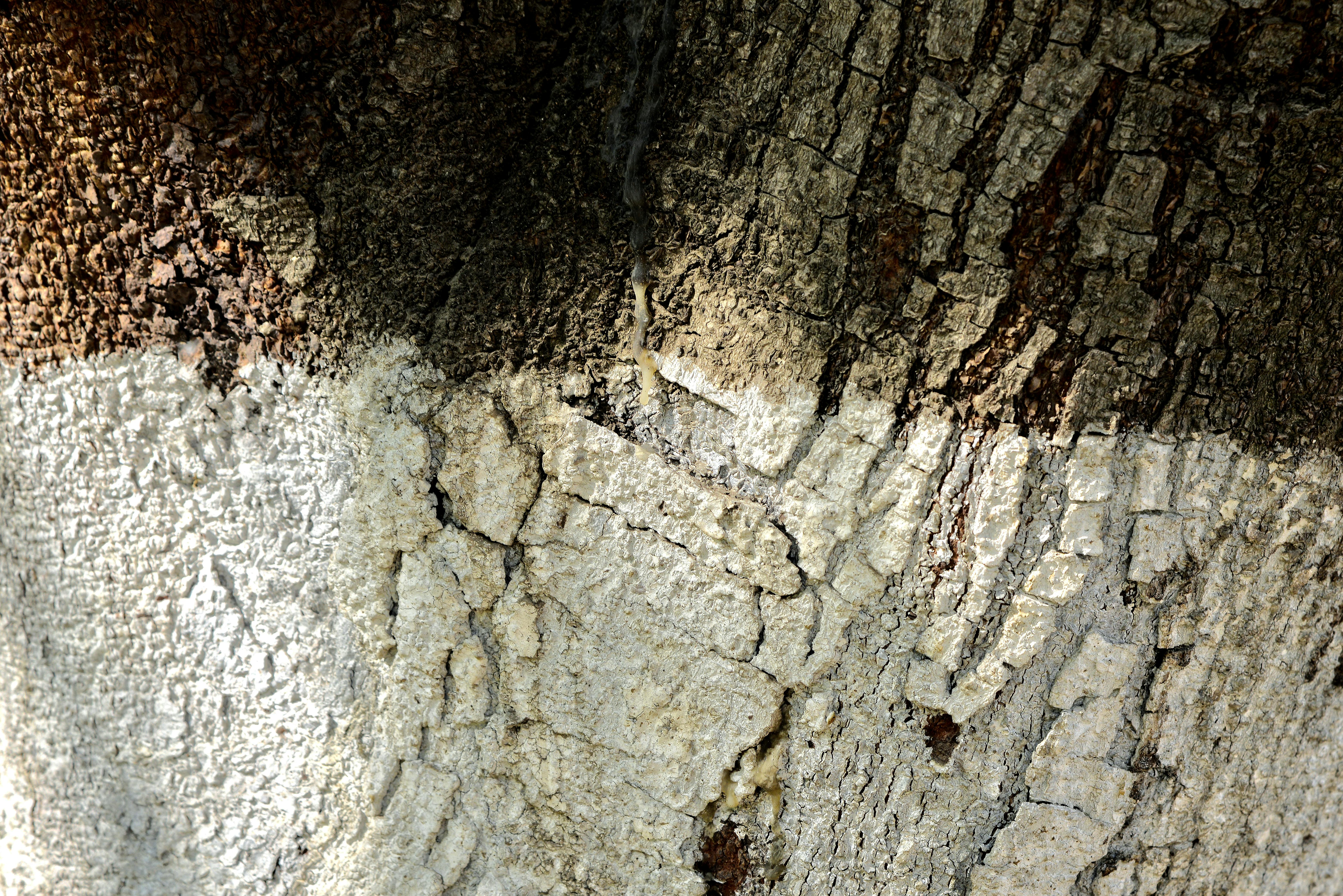 Kostnadsfria Detaljerad närbild av trädbark som visar upp naturliga texturer och jordnära toner i Fès, Marocko. Stock foto