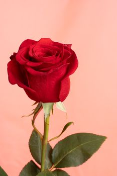 A stunning red rose with delicate petals against a soft pink background, ideal for romantic themes.