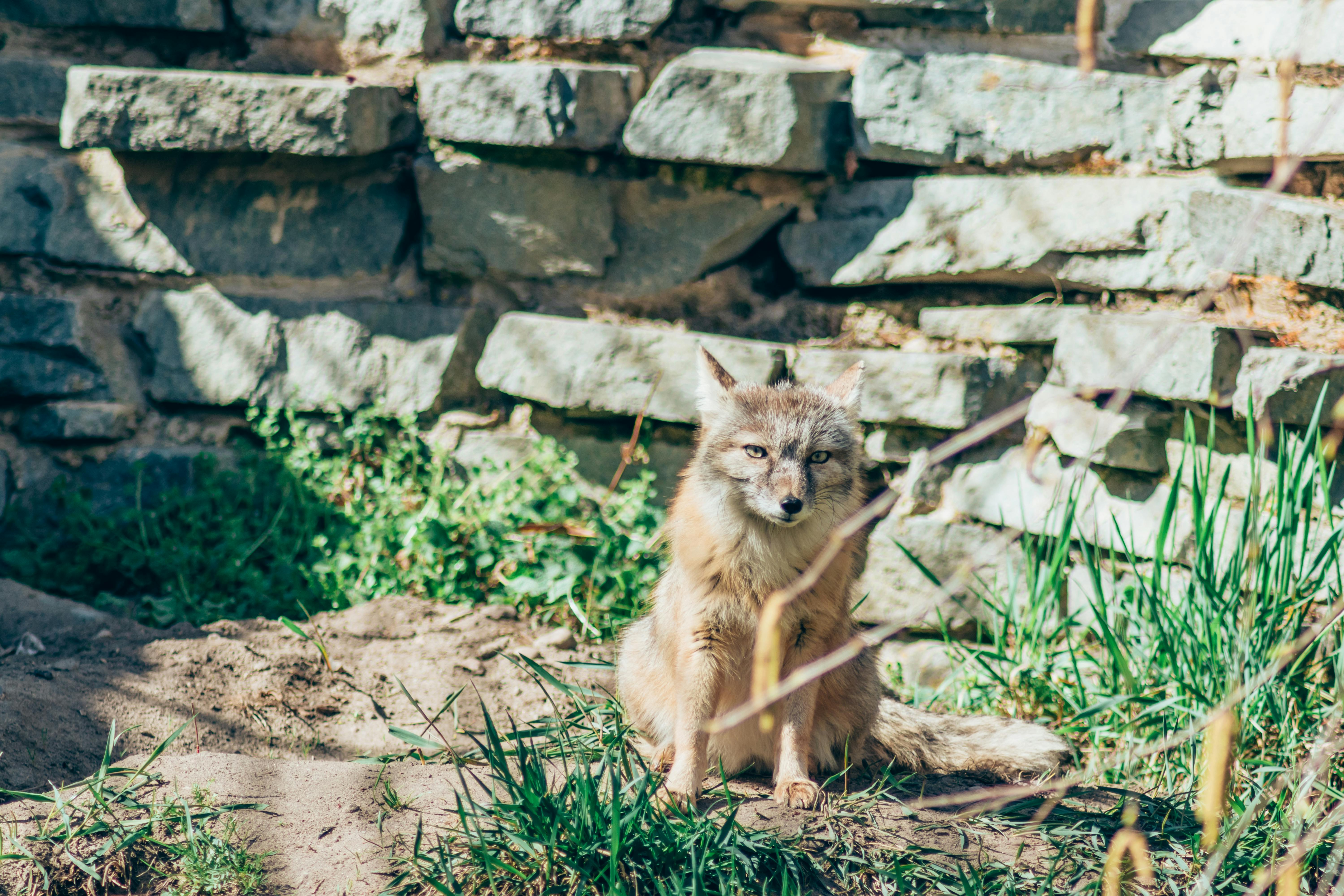 A wild fox sits calmly by a stone wall in a sunlit garden, showcasing its natural habitat.