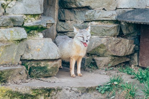 fox photo