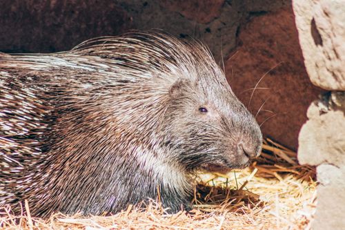 Free Detailed image of a porcupine resting on dry grass under warm sunlight, highlighting its quills. Stock Photo