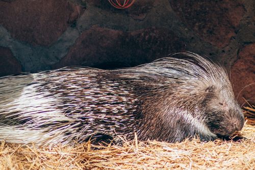 Free A serene porcupine resting on a bed of straw with quills beautifully fanned out, indoors. Stock Photo