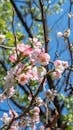 Blooming Cherry Blossoms Against Blue Sky