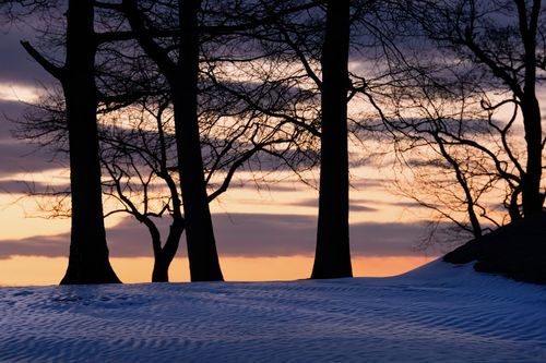 Free Winter sunrise silhouettes trees at Cove Island Park, Stamford, Connecticut. Stock Photo