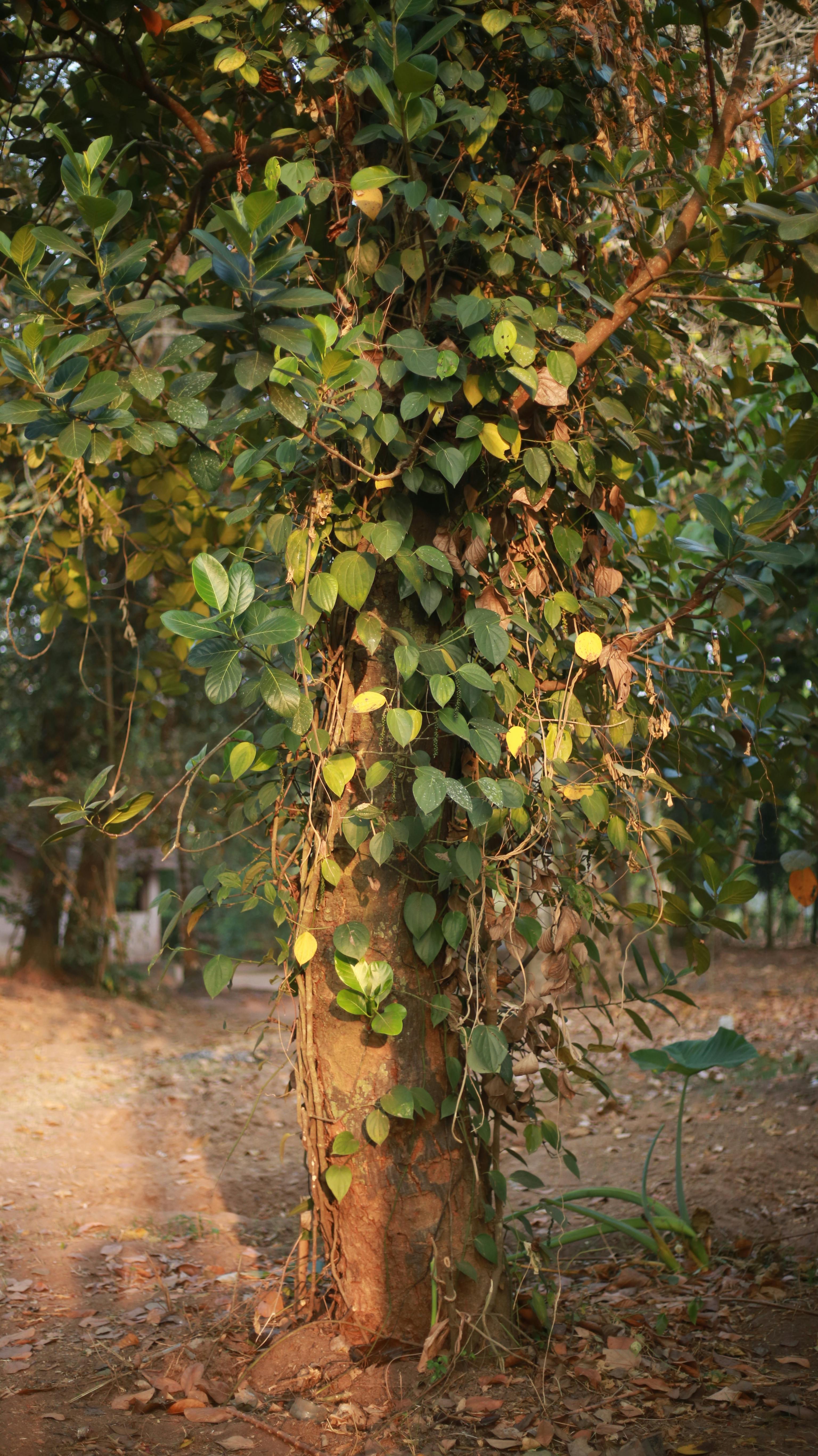 Gratis Una enredadera de un verde vibrante trepa por el tronco de un árbol en un bosque, mostrando la belleza de la naturaleza. Foto de stock