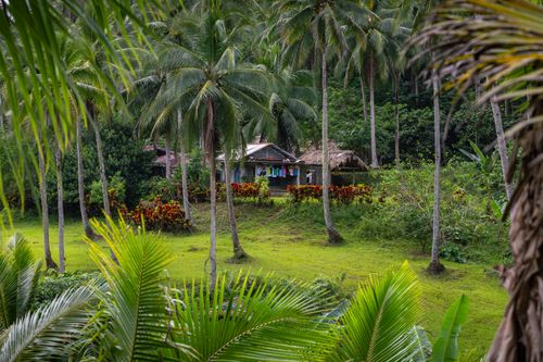 Free Picturesque view of tropical village in Camalig, Bicol, surrounded by lush greenery and palm trees. Stock Photo