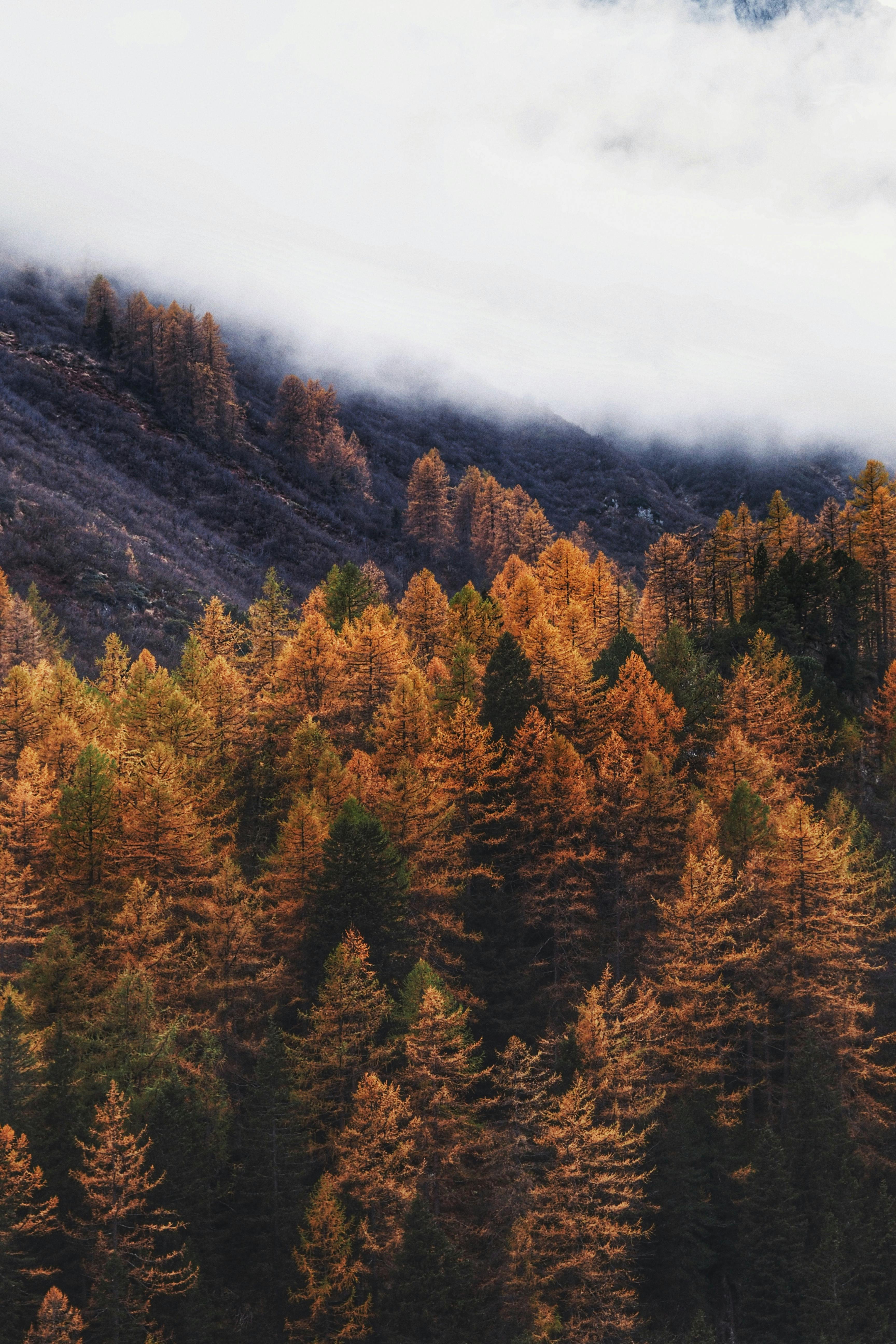 Captivating autumn forest with vibrant fall foliage and misty mountain backdrop.