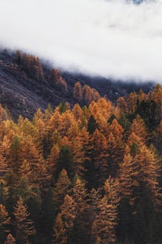 Captivating autumn forest with vibrant fall foliage and misty mountain backdrop.