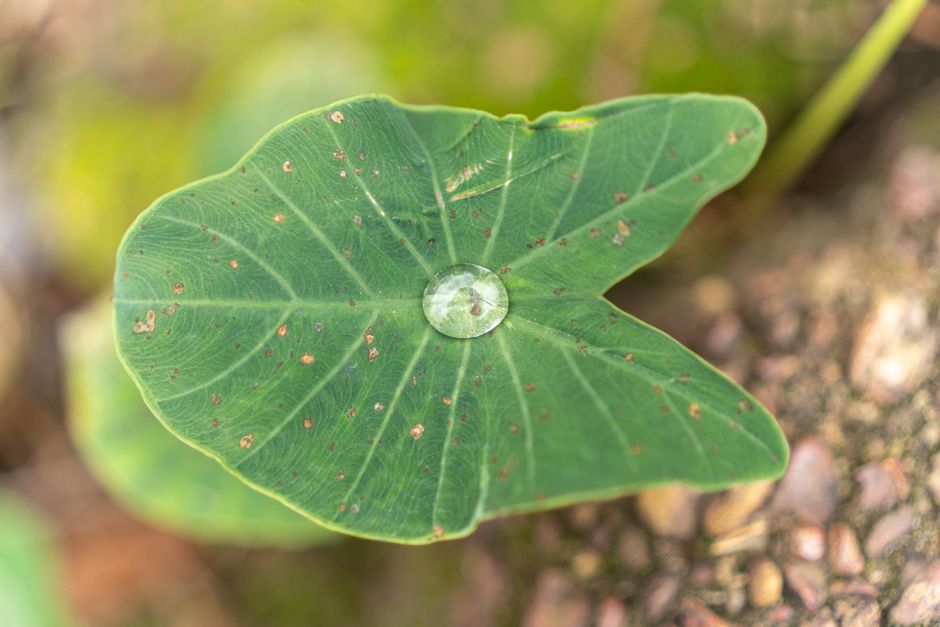 Xanthosoma lindenii