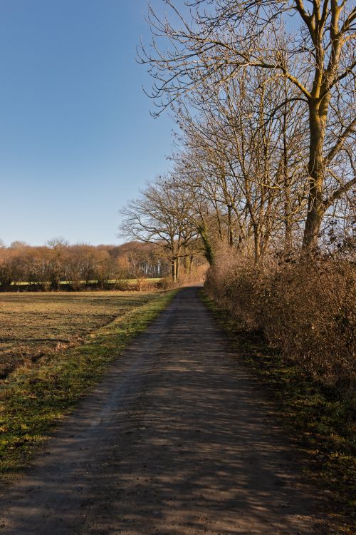 Free Serene winter landscape of a rural path lined with bare trees in Coesfeld, Germany. Stock Photo