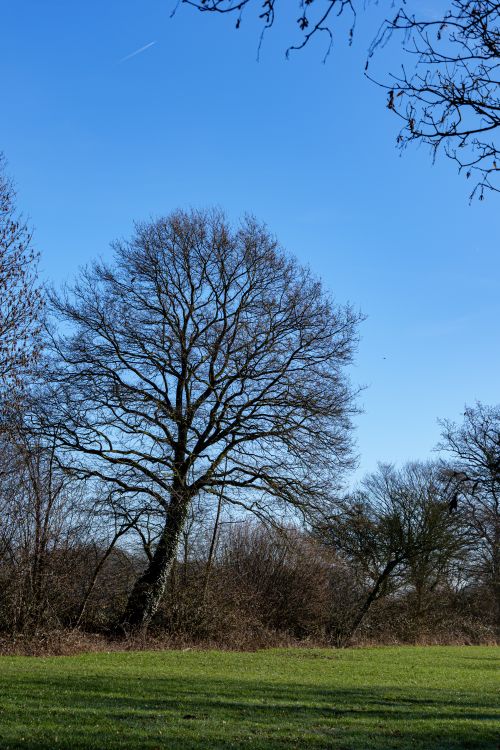 Free Serene winter scene with bare tree under clear blue sky in Coesfeld, Germany. Stock Photo
