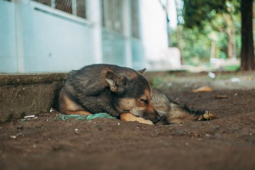 Free A peaceful scene of a dog sleeping outside on a warm day. Stock Photo