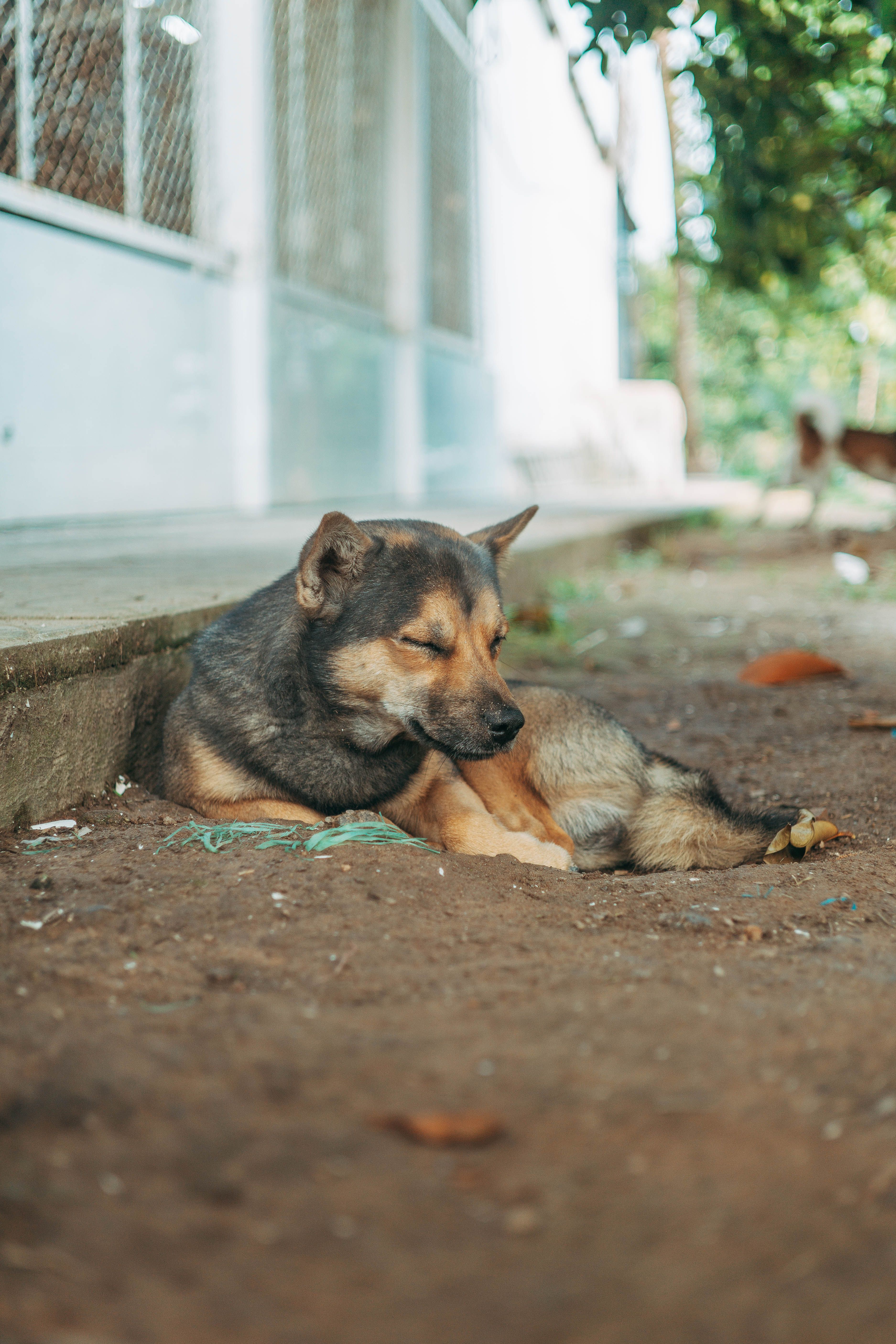 Sleeping Dog Resting Outdoors in Daylight · Free Stock Photo